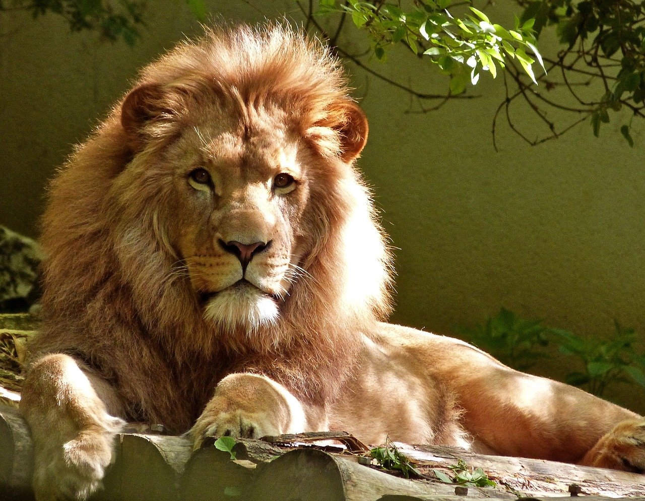 lion, feline, big cat
