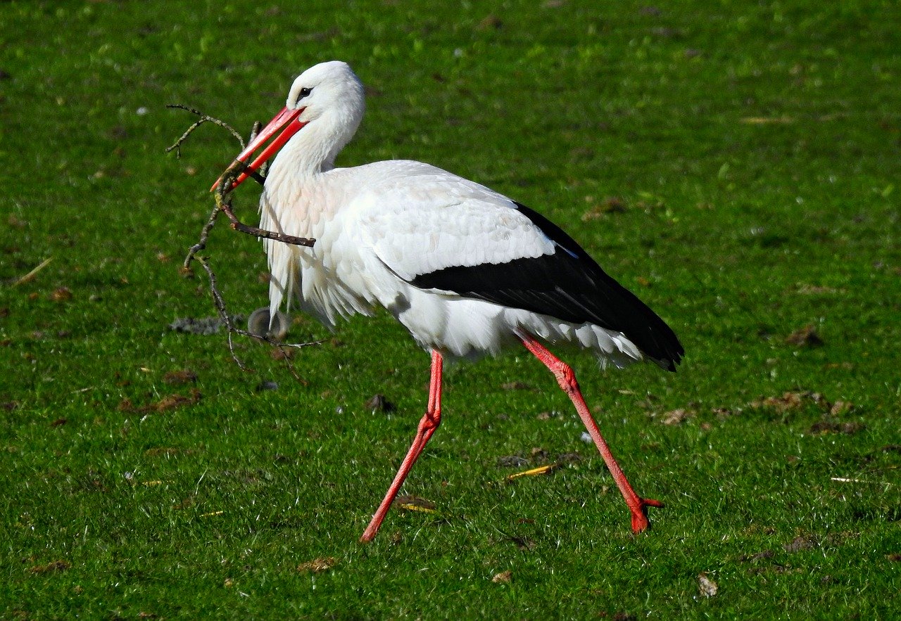 stork, wading bird, ciconia