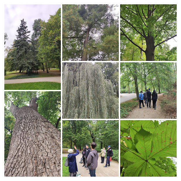 Kolaż zdjęć. Drzewa. Uczniowie na spacerze w parku.